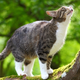 Image for article titled New Zealand environmental activist wants to ban cats as pets